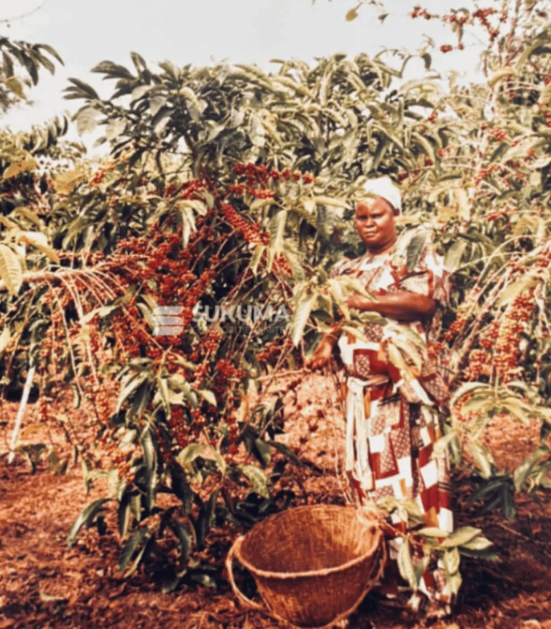 Harvested coffee cherries spread out to dry in the sun