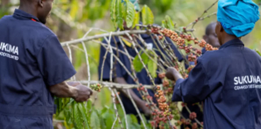 Sukuma staff working among the coffee trees